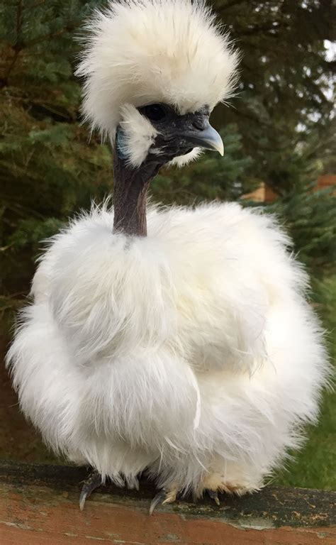 showgirl silkie chickens|Breeding Silkies and Showgirls